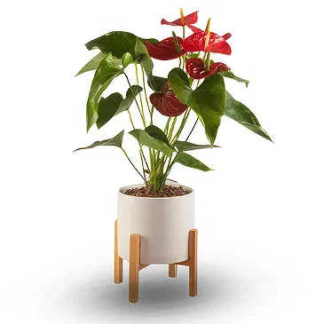 firmu kvety- Štýlové Anthurium Aranžovanie kytice