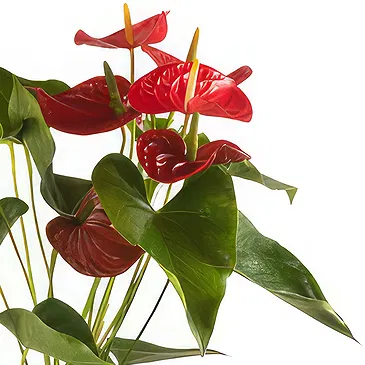 firmu kvety- Štýlové Anthurium Aranžovanie kytice