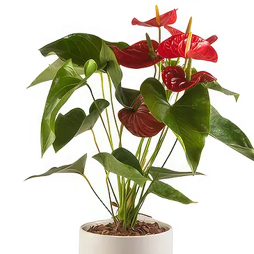 firmu kvety- Štýlové Anthurium Aranžovanie kytice