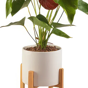 firmu kvety- Štýlové Anthurium Aranžovanie kytice