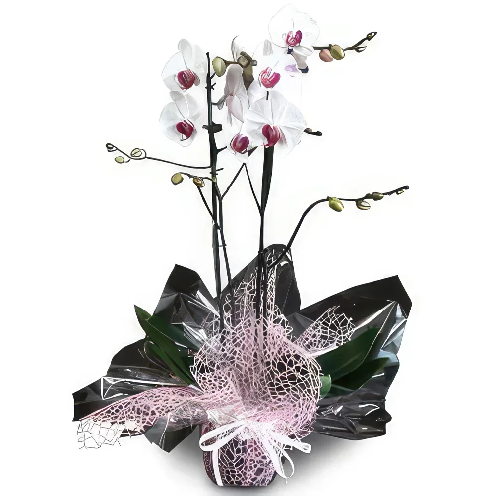 Quarteira çiçek- Orkide Kraliçesi Çiçek buketi/düzenleme