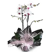 Portugal online Florist - Queen of Orchids Bouquet
