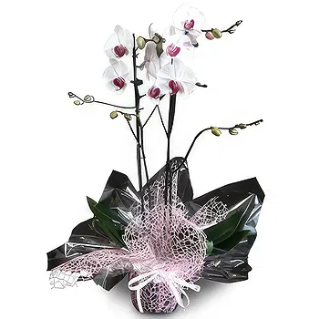 Lisbon flowers  -  Queen of Orchids Flower Delivery