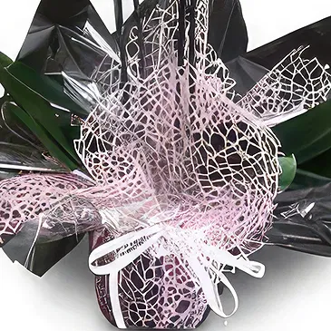Mira flowers  -  Queen of Orchids Flower Bouquet/Arrangement