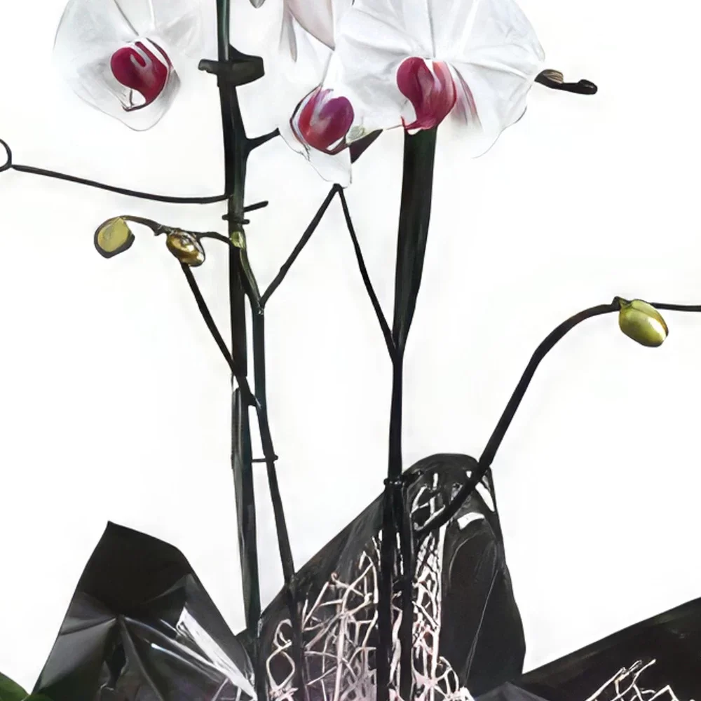 Portimao bunga- Ratu Orkid Sejambak/gubahan bunga