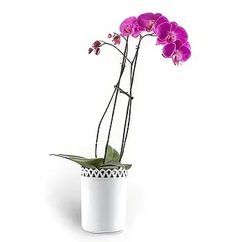Tunisia flowers  -  Love stems  Flower Delivery