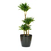 Vignone online Florist - Yucca Plant Bouquet