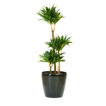 Vignone flowers  -  Yucca Plant Flower Bouquet/Arrangement