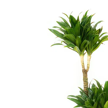 Vignone flowers  -  Yucca Plant Flower Bouquet/Arrangement