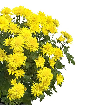 Vignone flowers  -  Yellow chrysanthemum plant Flower Bouquet/Arrangement