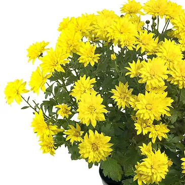 Vignone flowers  -  Yellow chrysanthemum plant Flower Bouquet/Arrangement