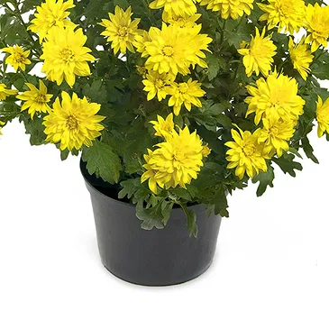 Vignone flowers  -  Yellow chrysanthemum plant Flower Bouquet/Arrangement