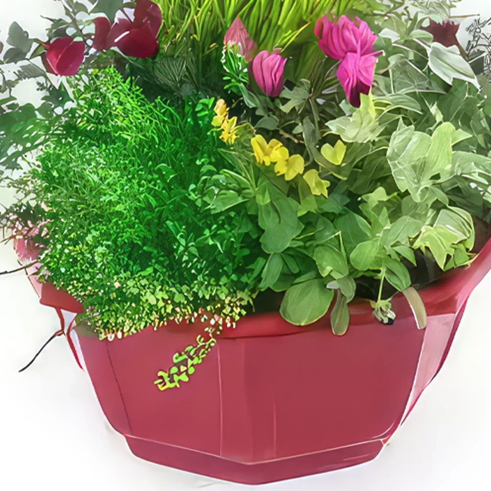 Бордо цветя- Нежна чаша за растения на теменуга Букет/договореност цвете