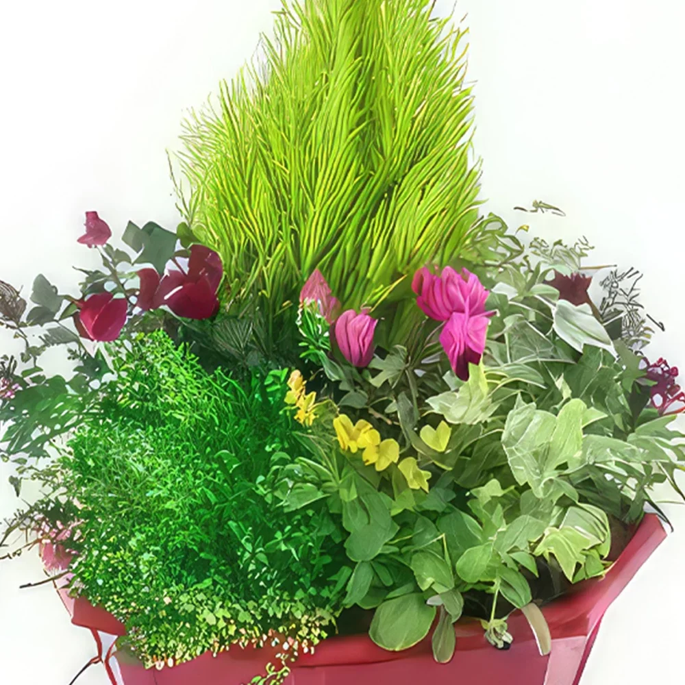 Μασσαλία λουλούδια- Τρυφερό κύπελλο φυτών πανσών Μπουκέτο/ρύθμιση λουλουδιών