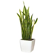 Firenze Fiorista online - Pianta di Sansevieria Mazzo