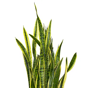 Vignone flowers  -  San severia plant Flower Bouquet/Arrangement