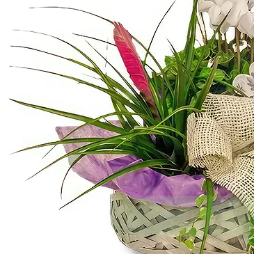 Ibiza flowers  -  Serene Garden Baskets Flower Bouquet/Arrangement