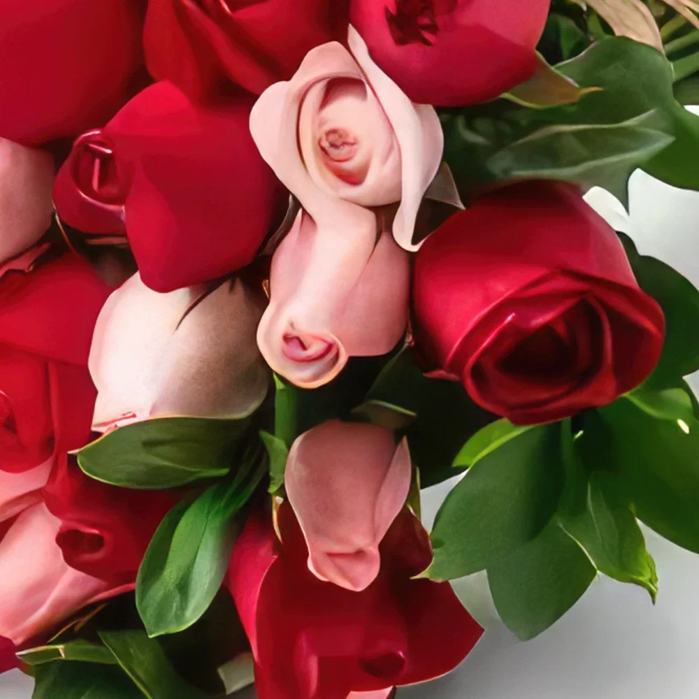 רסיפה פרחים- זר של 32 ורדים דו-צבעיים זר פרחים/סידור פרחים