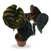 Ghent Online kukkakauppias - Vilkas Alocasia Kimppu