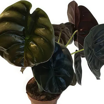 Zande blommor- Vibrerande Alocasia Bukett/blomsterarrangemang