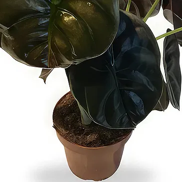 Zande blommor- Vibrerande Alocasia Bukett/blomsterarrangemang