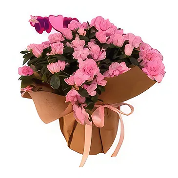 Adma flowers  -  Evoke Emotions Flower Bouquet/Arrangement