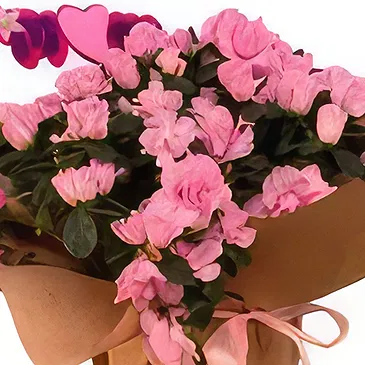 Adma flowers  -  Evoke Emotions Flower Bouquet/Arrangement