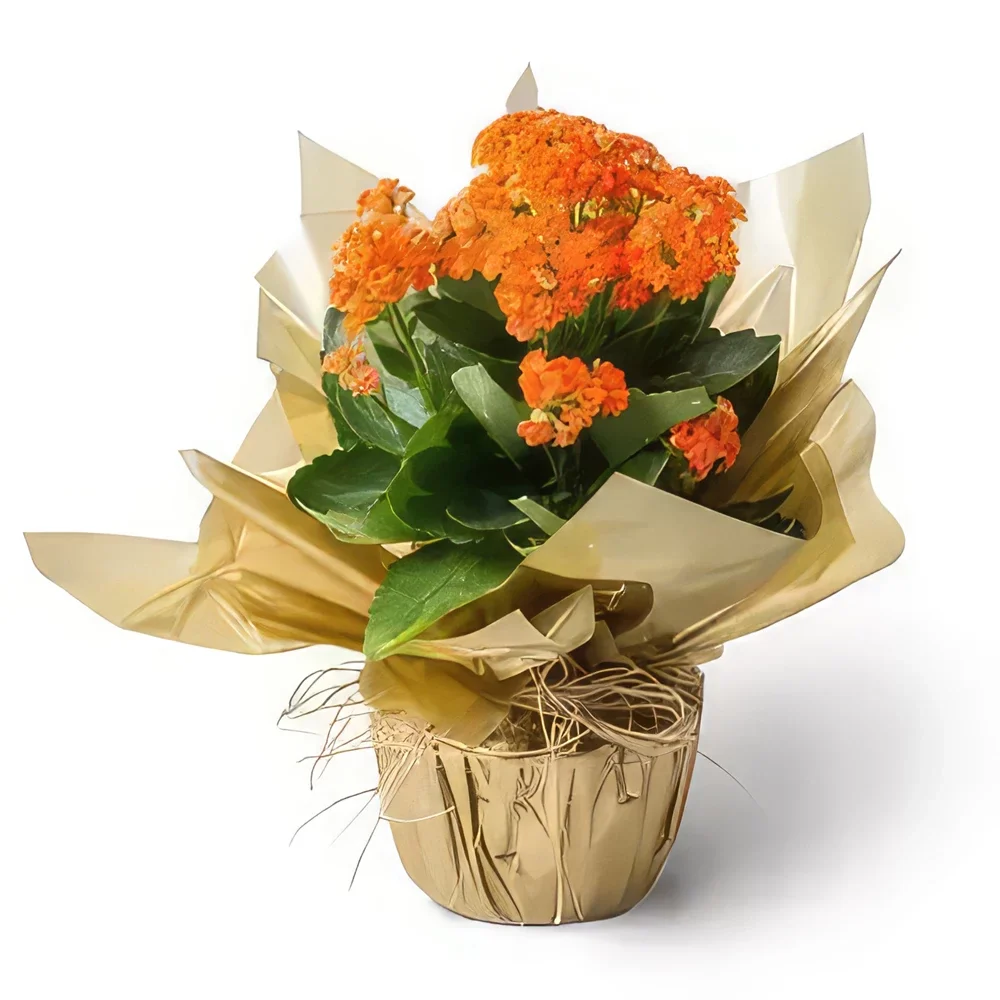Σαλβαντόρ λουλούδια- Πορτοκαλί λουλούδι τύχης Μπουκέτο/ρύθμιση λουλουδιών