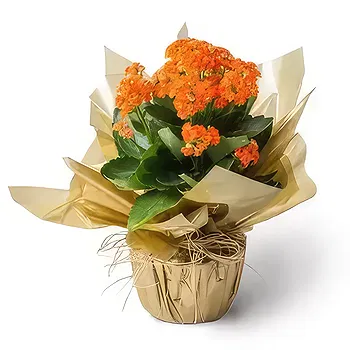 Brazil flowers  -  Orange Fortune Flower Delivery