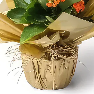 Santa Maria flowers  -  Orange Fortune Flower Flower Bouquet/Arrangement