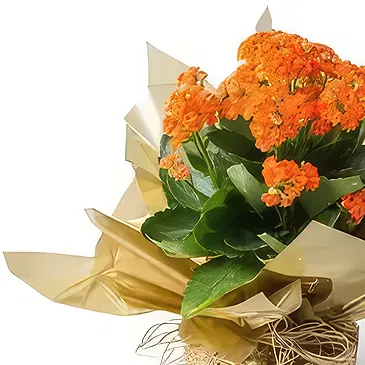 Santa Maria flowers  -  Orange Fortune Flower Flower Bouquet/Arrangement