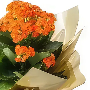 Santa Maria flowers  -  Orange Fortune Flower Flower Bouquet/Arrangement