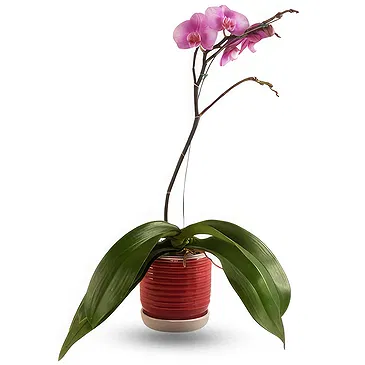 firmu kvety- Elegantná orchidea Aranžovanie kytice