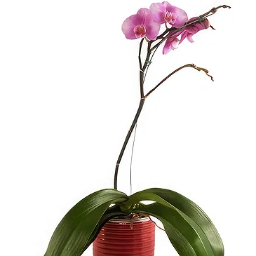 firmu kvety- Elegantná orchidea Aranžovanie kytice