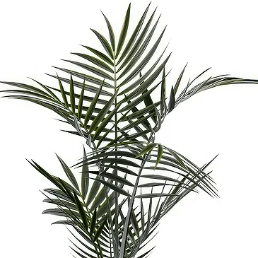 Al Shamkha flowers  -  Palm Flower Bouquet/Arrangement