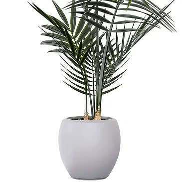 Al Shamkha flowers  -  Palm Flower Bouquet/Arrangement