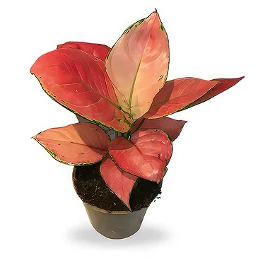 Belgium flowers  -  Vibrant Pink Aglaonema Flower Bouquet/Arrangement