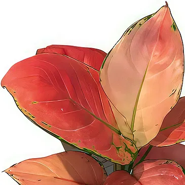 Belgium flowers  -  Vibrant Pink Aglaonema Flower Bouquet/Arrangement