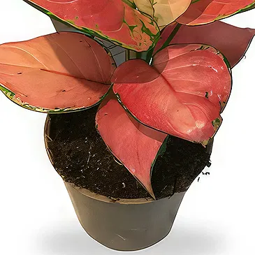 Belgium flowers  -  Vibrant Pink Aglaonema Flower Bouquet/Arrangement