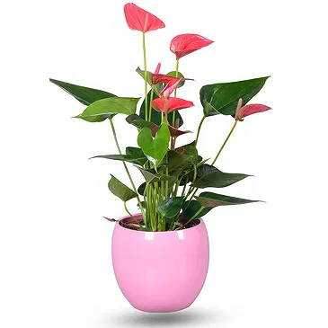 Birmingham flowers  -  Pink anthurium plant Flower Bouquet/Arrangement