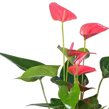 Birmingham flowers  -  Pink anthurium plant Flower Bouquet/Arrangement
