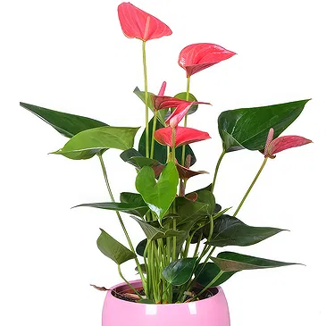 Birmingham flowers  -  Pink anthurium plant Flower Bouquet/Arrangement