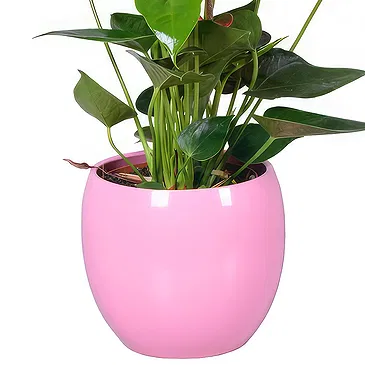 Birmingham flowers  -  Pink anthurium plant Flower Bouquet/Arrangement