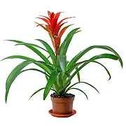 Bondo online Florist - Guzmania plant Bouquet