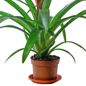 Vignone flowers  -  Guzmania plant Flower Bouquet/Arrangement
