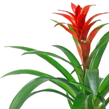 Vignone flowers  -  Guzmania plant Flower Bouquet/Arrangement