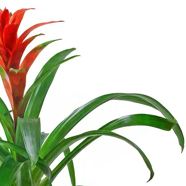 Vignone flowers  -  Guzmania plant Flower Bouquet/Arrangement