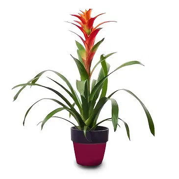 Cala Llonga flowers  -  Tropical Blaze Flower Bouquet/Arrangement