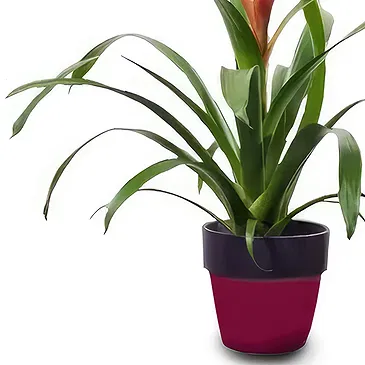 Cala Llonga flowers  -  Tropical Blaze Flower Bouquet/Arrangement