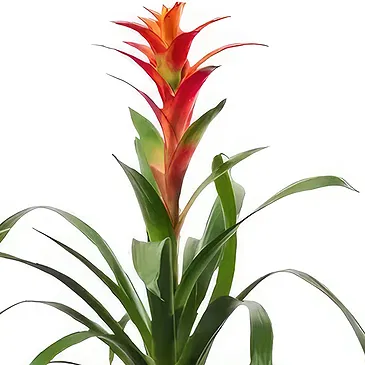 Cala Llonga flowers  -  Tropical Blaze Flower Bouquet/Arrangement